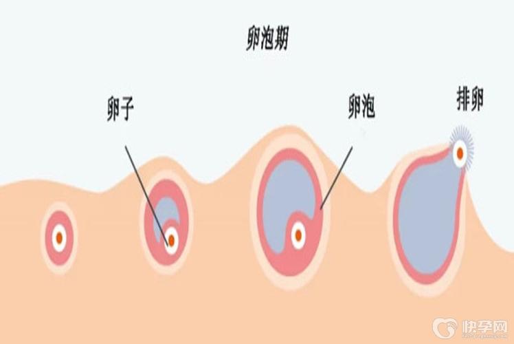 供卵女孩没有想象中的好_意外发现：供卵女孩的意外发现