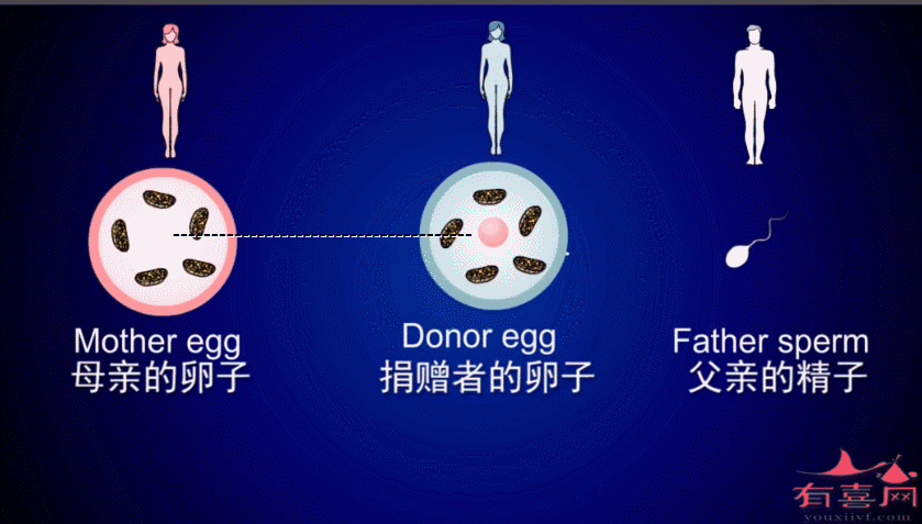供卵试管代怀双胞胎_双胞胎梦想实现：供卵试管代怀助您圆双胞胎梦